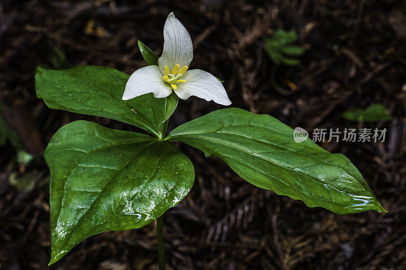 卵形Trillium卵形Trillium, Pacific Trillium，又称western wakerobin, western white Trillium，或western Trillium，是一种开花植物，属于黑花科。杰克逊示范州立森林，门多西诺县，加利福尼亚州。